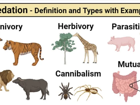 predatory