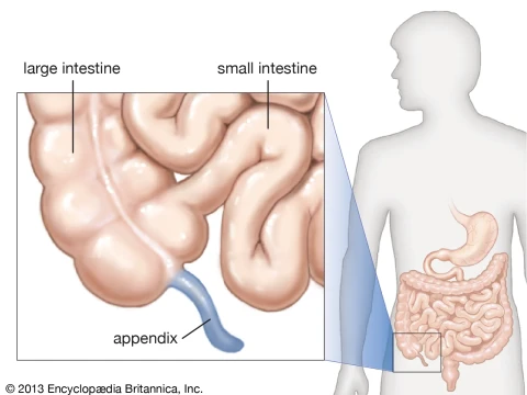appendix