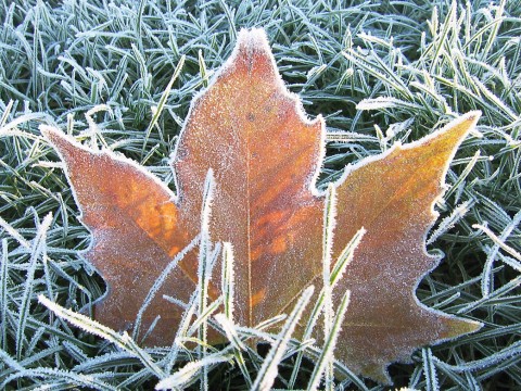 frosty