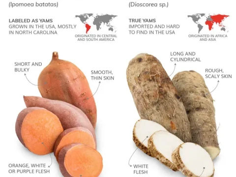 yam