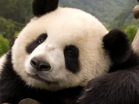 panda