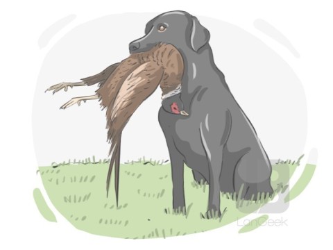 retriever