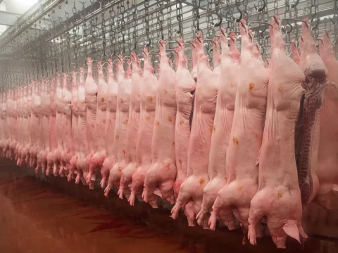slaughterhouse