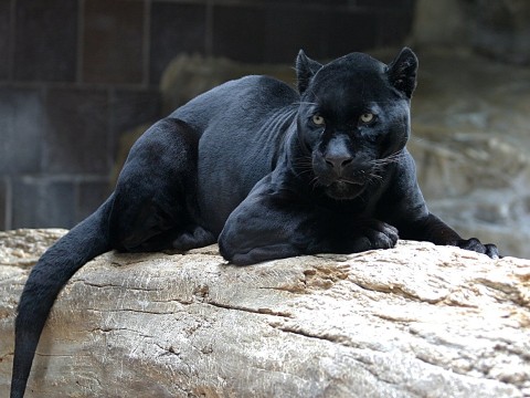 panther