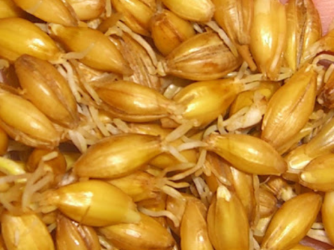 malt