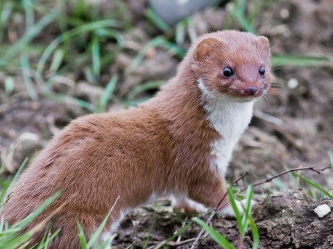 weasel