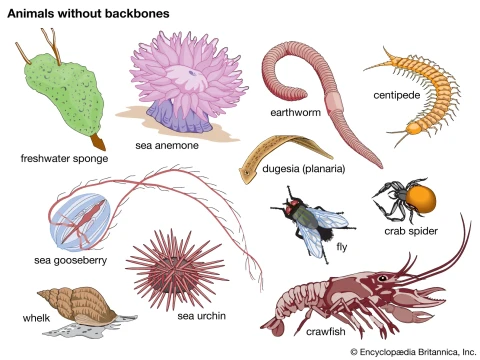 invertebrate