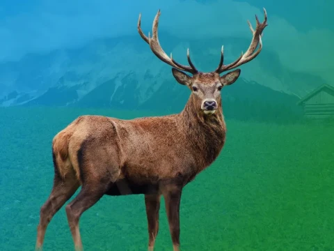 stag