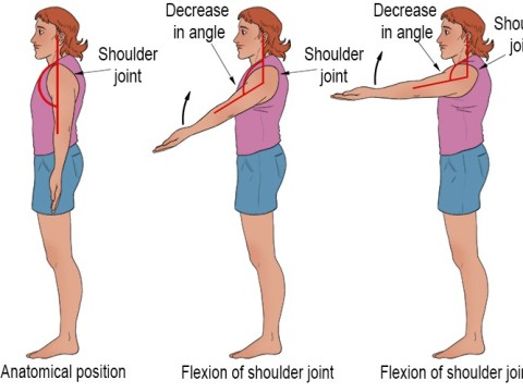 flexion