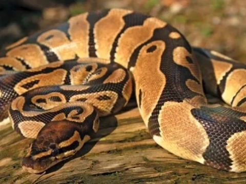 python