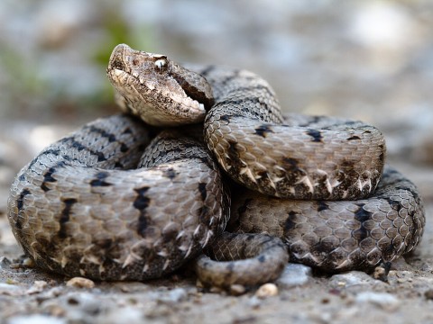 viper