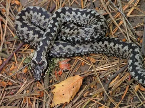 adder