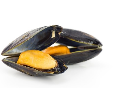 mussel