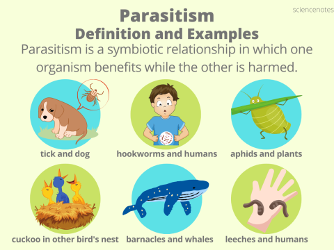 parasitism