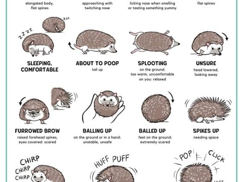 hedgehog
