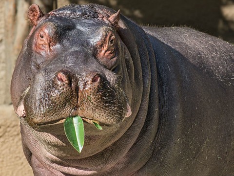 hippopotamus