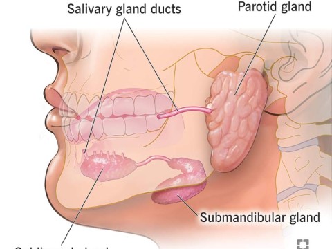 salivary