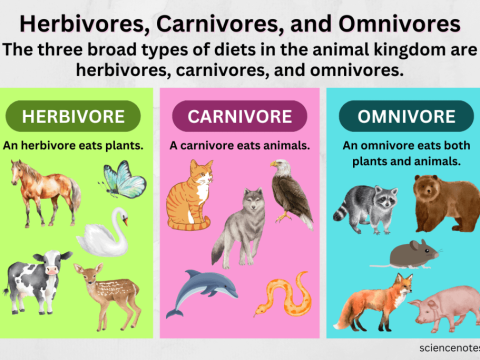 carnivorous