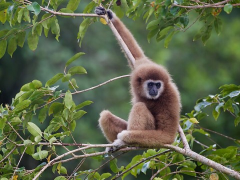 gibbon