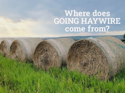 haywire