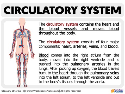 circulatory