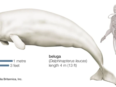 beluga
