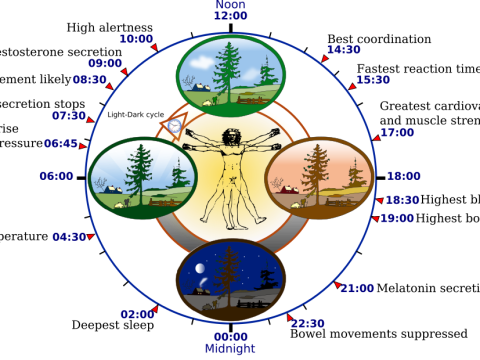 circadian