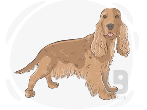 cocker