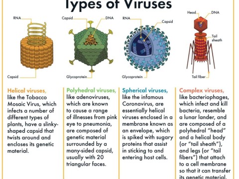 virus
