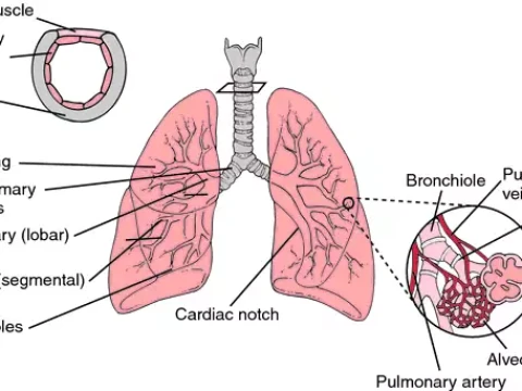 lung