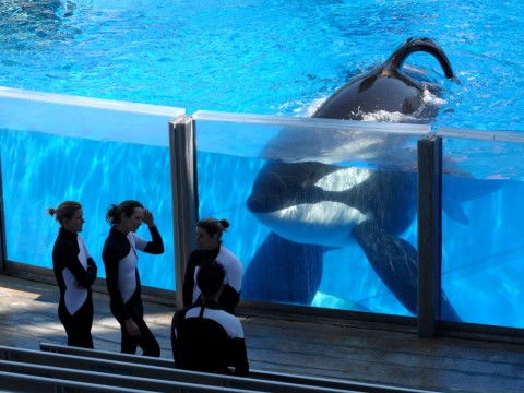 blackfish