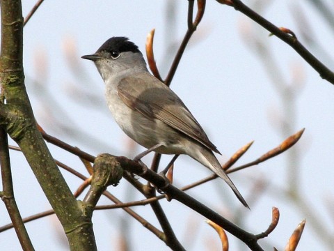 blackcap