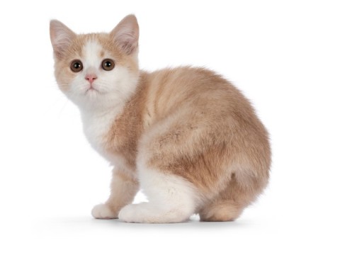 tailless
