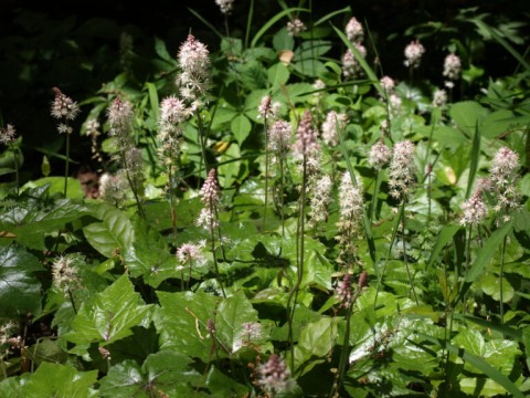 foamflower