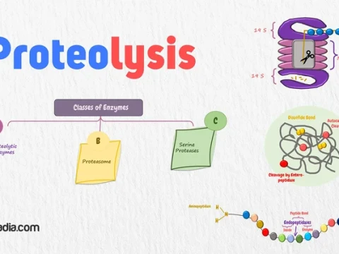 proteolysis