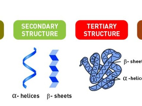 proteinaceous