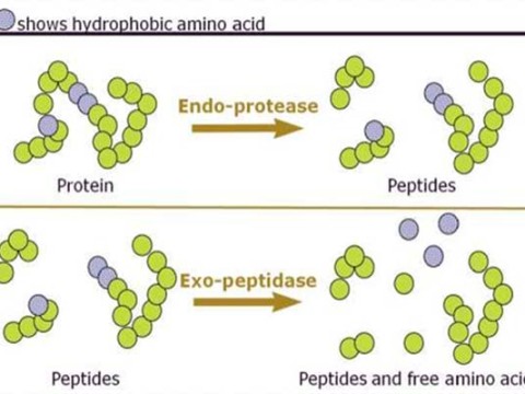 proteinase
