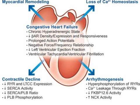 contractility