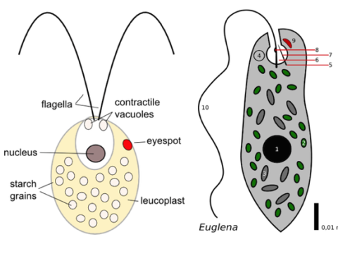 contractile