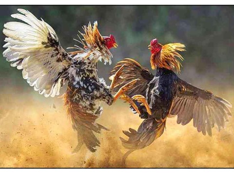 cockfight