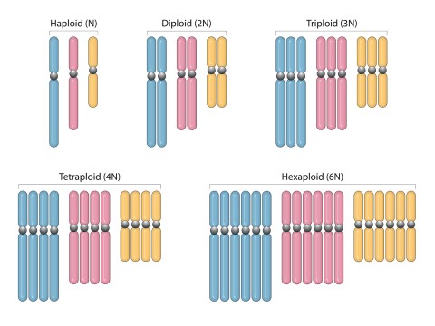triploid