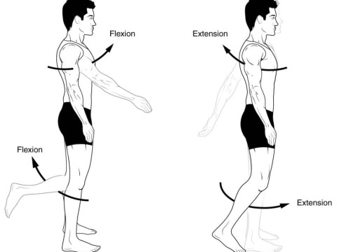 flexor