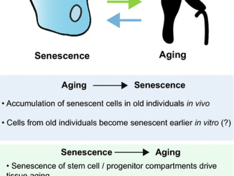 senescence