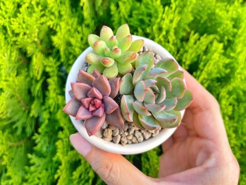 succulence