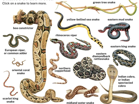 snakes