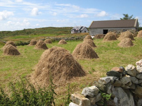 haycock