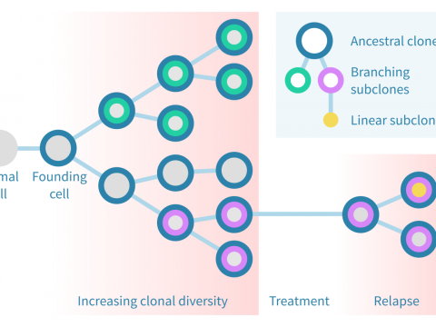 clonal