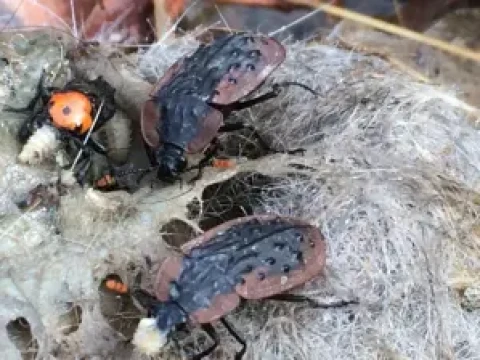 flyblown