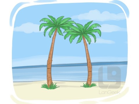 tropically