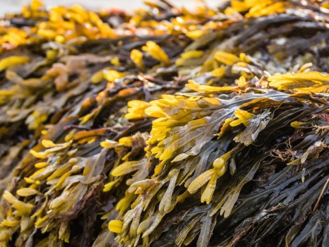 rockweed